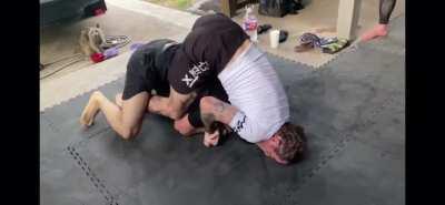 Racoon enjoys watching us do jiu jitsu while eating dinner