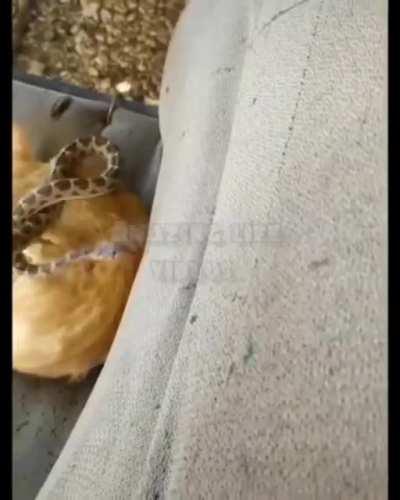 Ahhh someone’s tryna pet me, Wakes up:WTF snake!!!