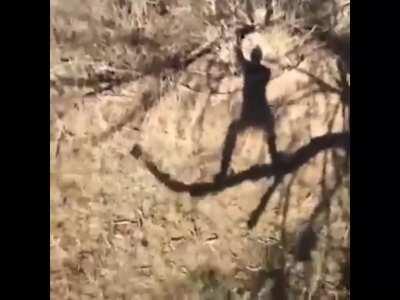 Asante-sana, squash-banana-AAH