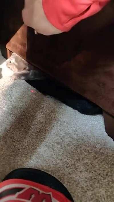 Foolproof way too remove cat from cat dimension: laser pointer