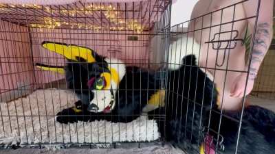 Watch out for lewd puppy girls in your area ⚠️