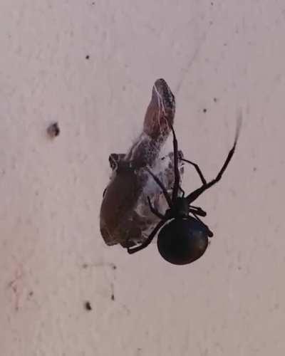 Gecko trapped in a redback spiders’s web