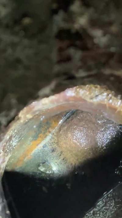 Wtf is this monster in my drain?!