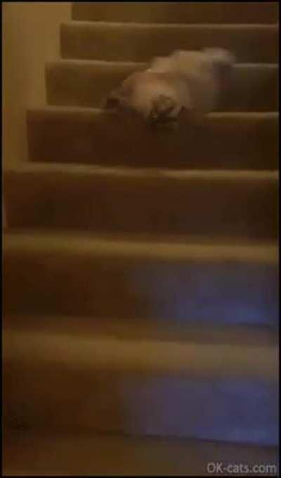 This lack of grace is exceedingly un-catlike.