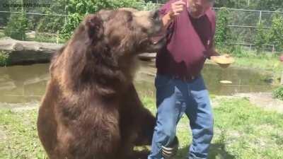 The bear eats sweets, gently