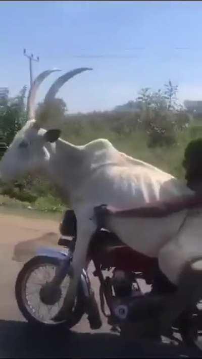 Guys, Is this Garrincha?