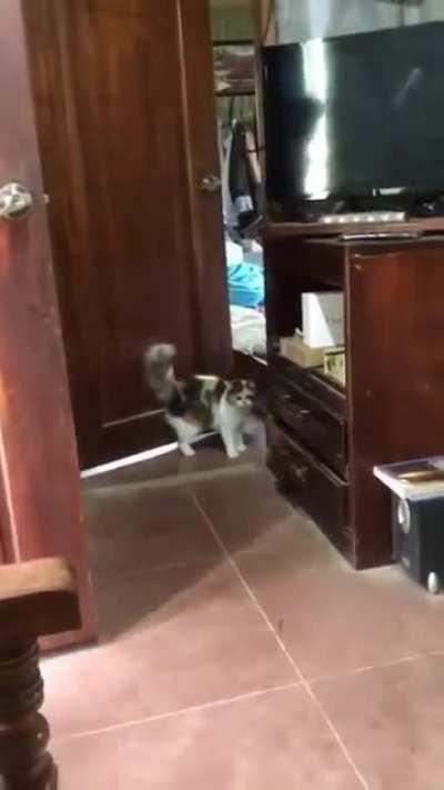 An Angry cat, A poor dog & Two Hoomans