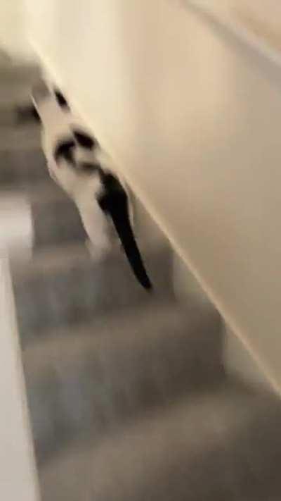 I assisted in an epic escape today