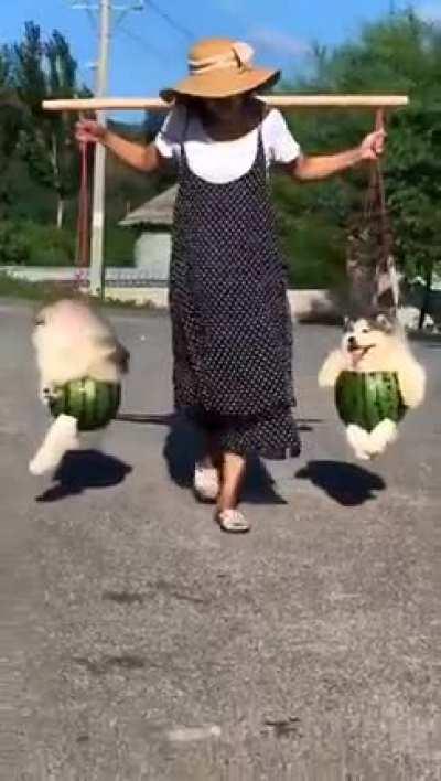 Watermelon dogs in Japan.