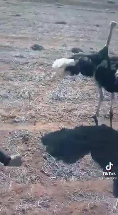 We all know someone that needs a PK like this