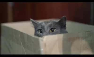 DFV (The roaring kitty) just tweeted.... now the cat is out of the bag!