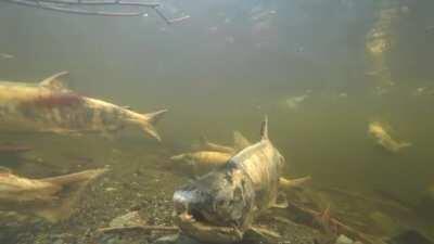 Creek of the Living Dead: Salmon at the end of their lifespan