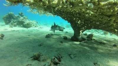 First time meeting a shark 😍 Red Sea, Egypt