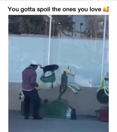 LOOK AT THAT TAIL GO