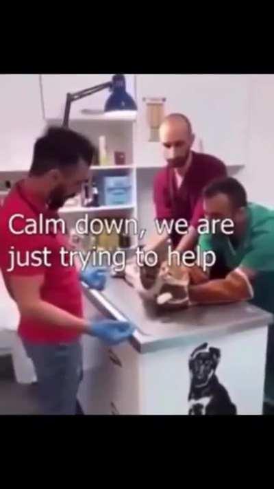 what the cat doing (heil spez)