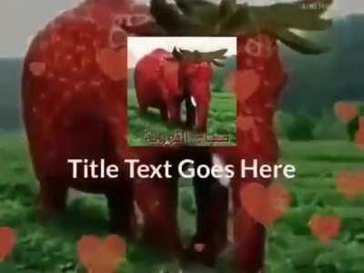 entunet wickti änutenandeaeaee