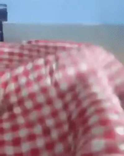 Human, did you just...