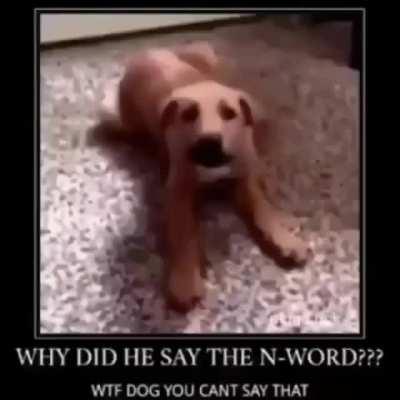 dog just said it 😳😳😳