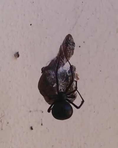 (Crosspost from r/hardcorenature) Gecko trapped in a redback spiders’s web