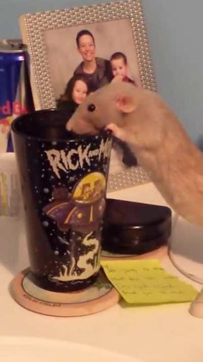 They have THREE water dispensers in their cage that I refill everyday from the fridge but sure, drink sink water from my cup