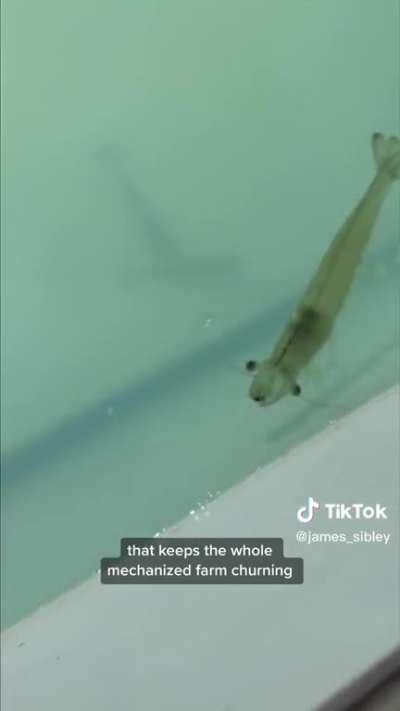 shrimp in shipping container