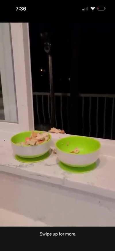 My father has “pet”raccoons in his backyard, he usually just feeds them bread.  I might have to buy these tasty dishes for them! 