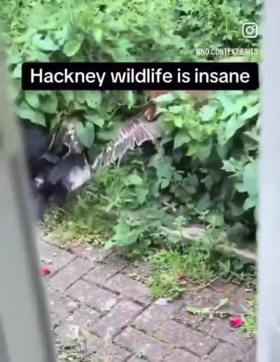 average morning in Inglun