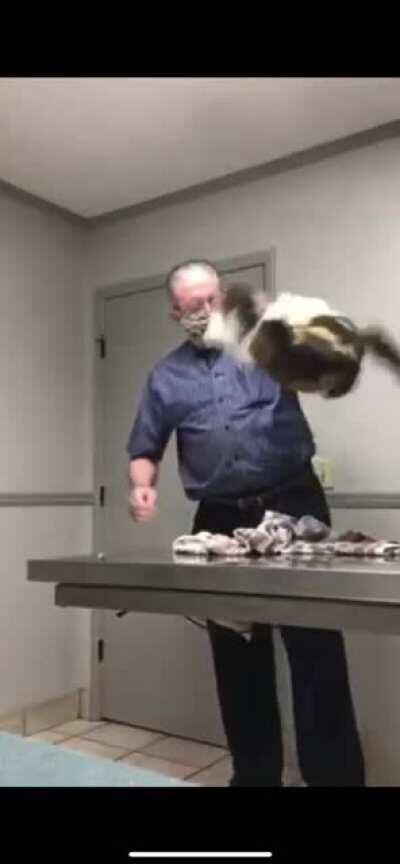 Local vet treating a cat.