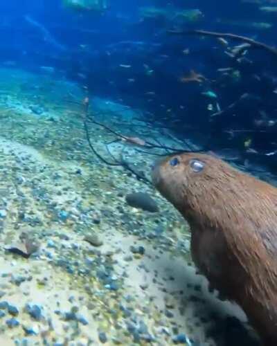 Really cool footage of a capybara running underwater. Filmed by @fernando_maydana on Instagram.