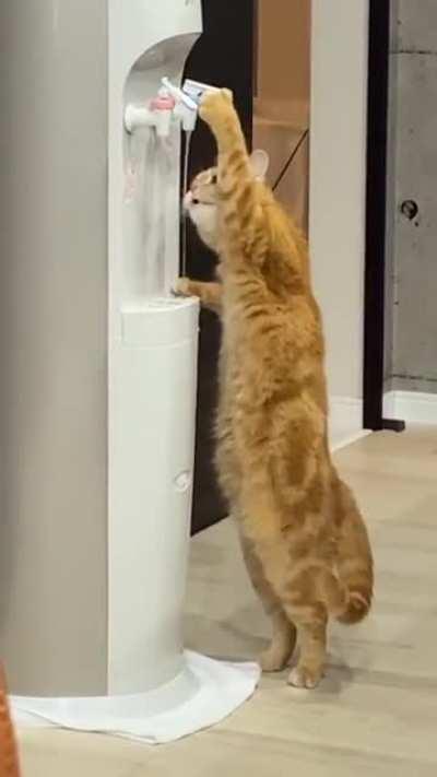 hidratem-se colegas, como nosso amiguinho gilberto 👍