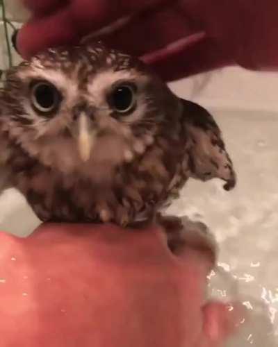Owl Bath