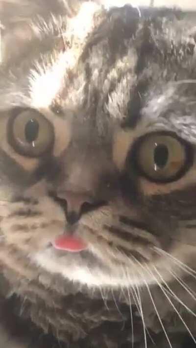 Caught Harold zoning out with a blep.