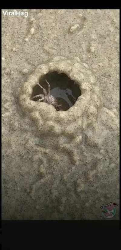 This crab building its home.