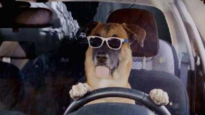 Grey leader standing by