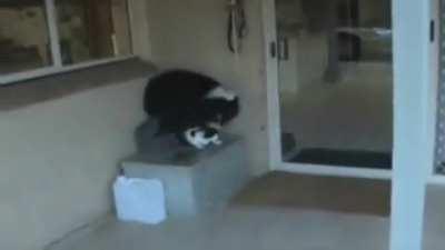 RuThLeSs DoG HaPpIly SmOtHeRs CaT tO dEaTh