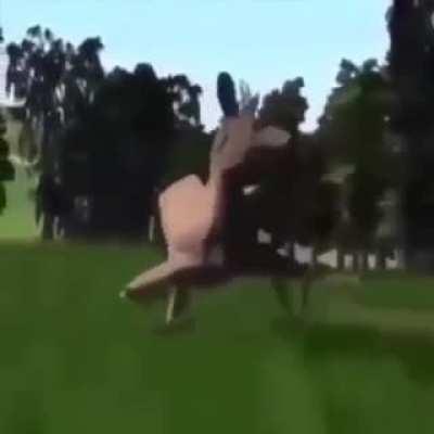 deer_dance.mp4
