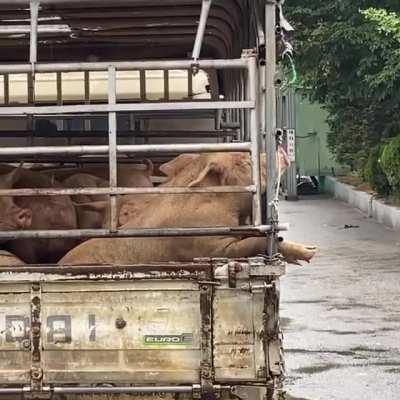 Pig feels the rain and cool air for the final time before taken to slaughter