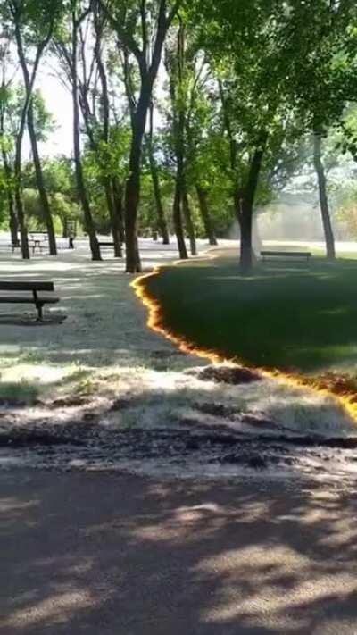 Cleaning off fluff from the grass.