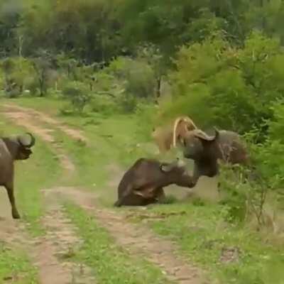 Buffalo flips a lion through the air in order to save it's friend at kruger national park