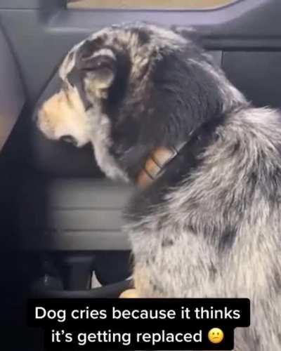 Sad Doggo