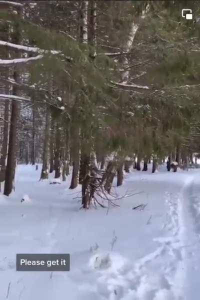 “The training of this raven” cross post for adorableness!