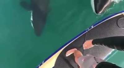 Definitely not my reaction if i saw a pack of killer whales😅