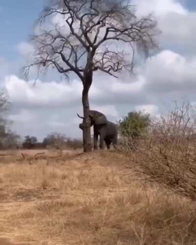 Elephant breaks a tree in half