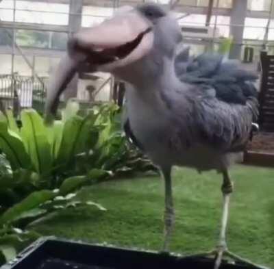 Shoebill Stork looks like it's straight out of Jurassic Park