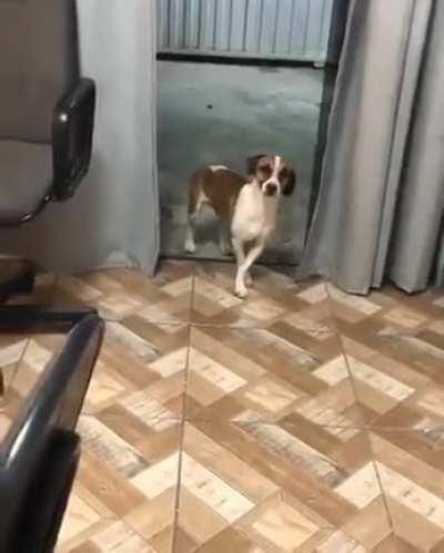 Dancing dog