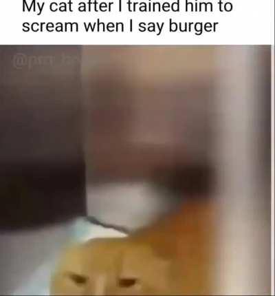 POV: you named your cat burger