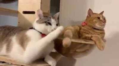 Ginger ignores repeated pleas to curtail annoying behavior