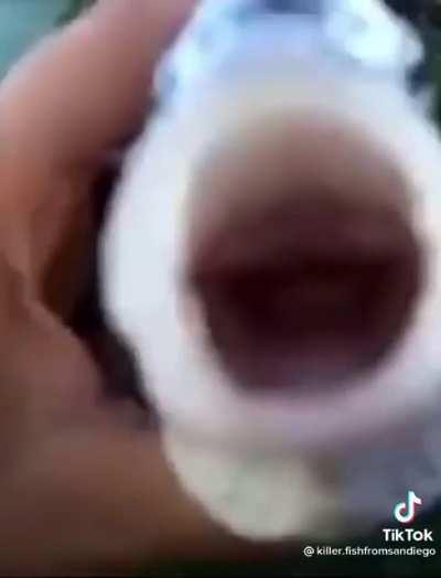 It’s a killer fish, from San Diego