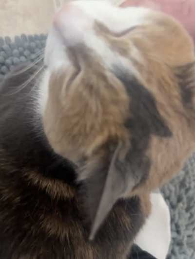 Ms. Muffin bestows her eepy bb blinks upon you to brighten your day!