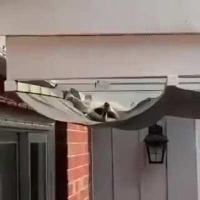 Trash Panda lounging around